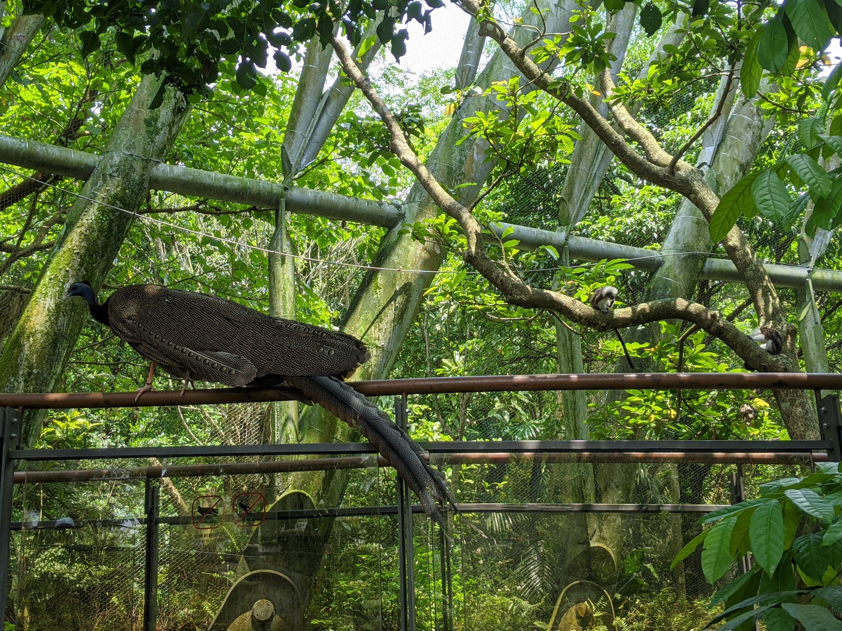 Great Argus (Argusianus argus)