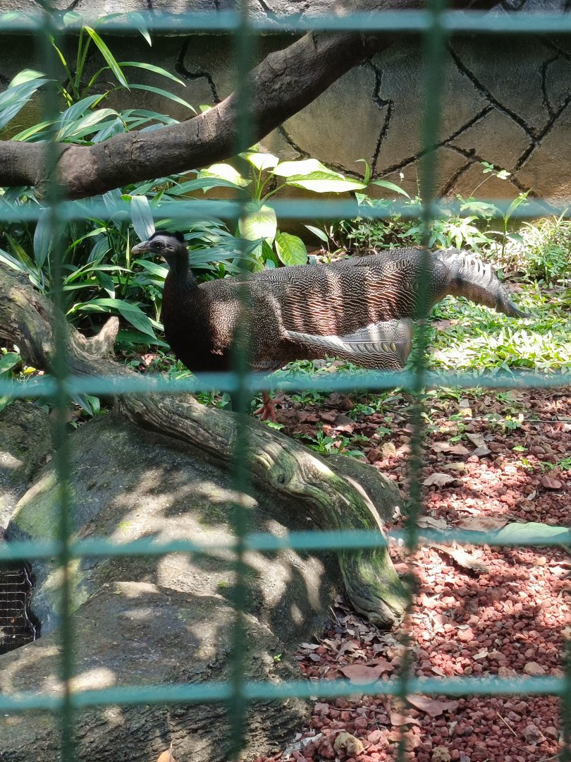 Great Argus (Argusianus argus)