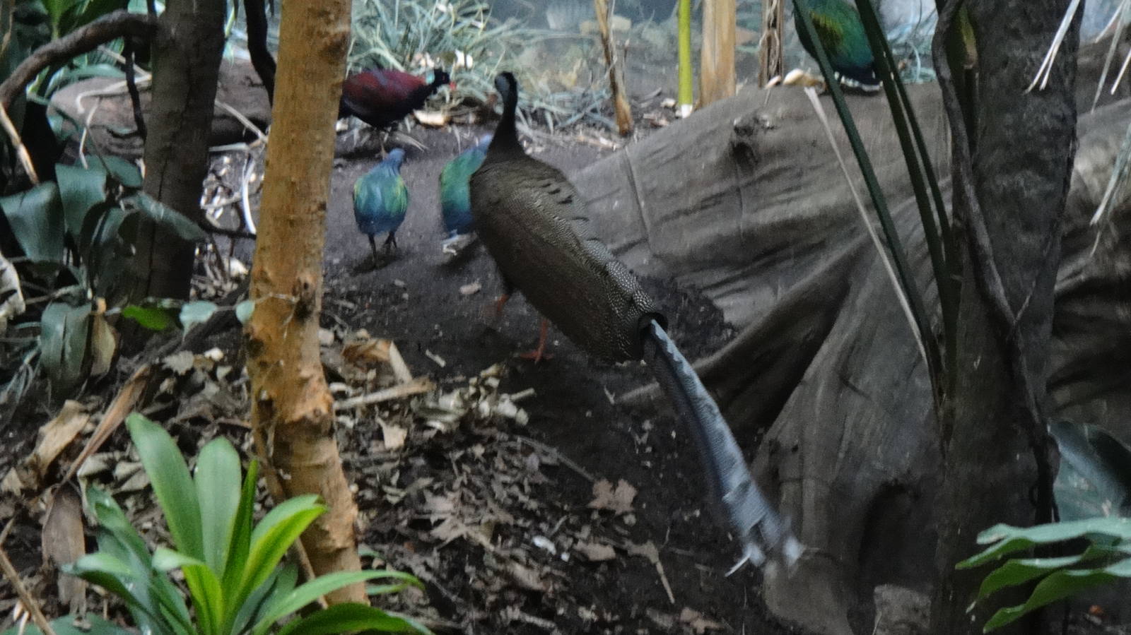 Great Argus at Bronx zoo 2014-12-27