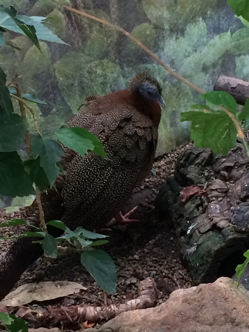 Great Argus at the Philadelphia Zoo