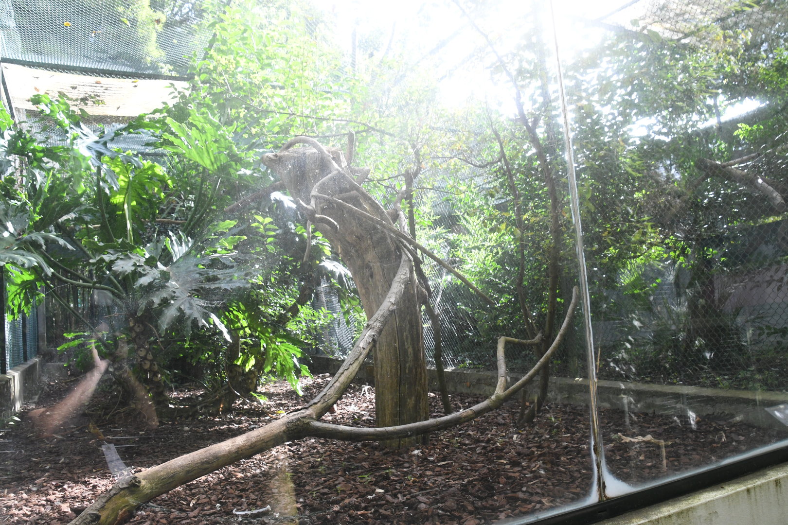 Great Argus Aviary (Zoo Lourosa)