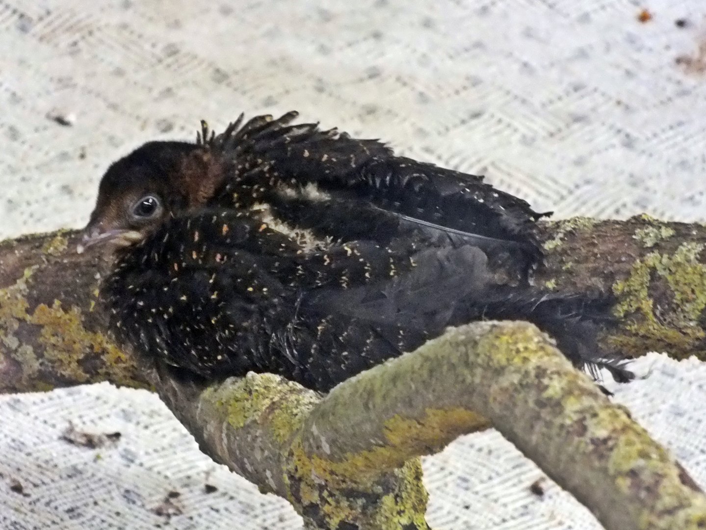 Great argus chick (2 months old)