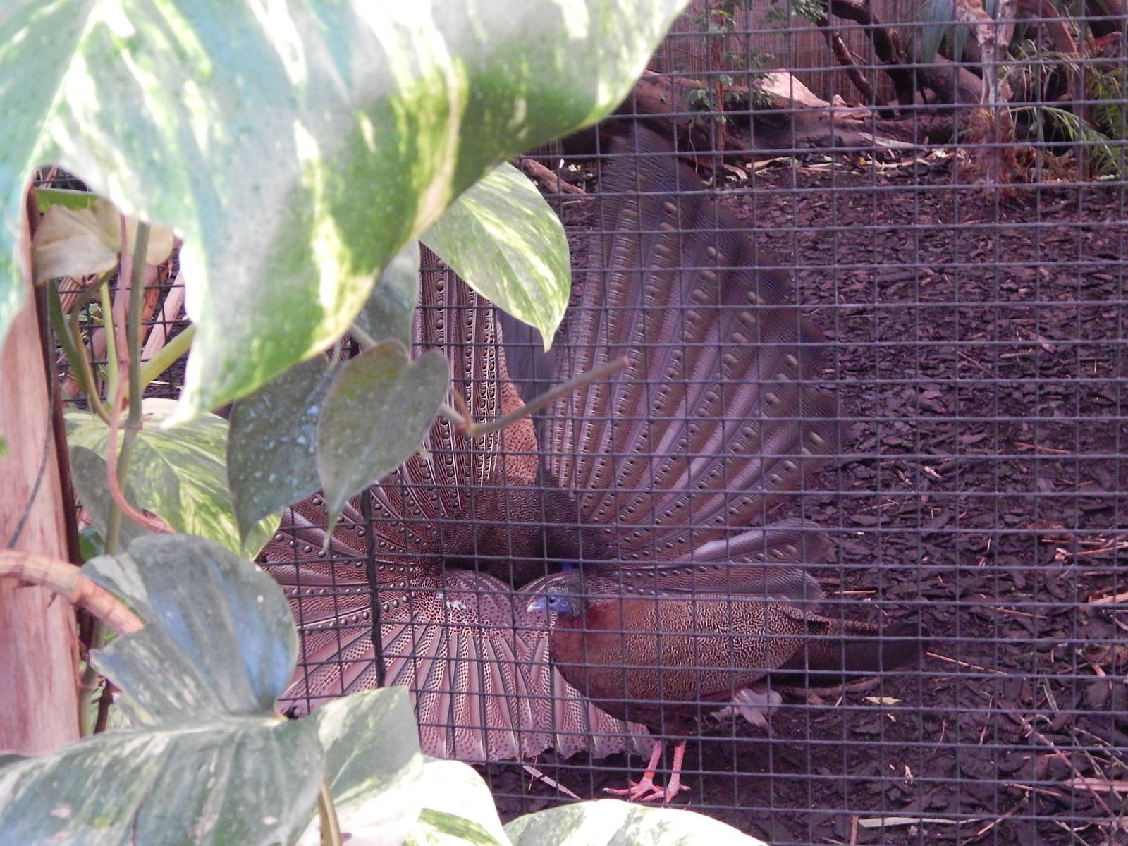 Great Argus displaying