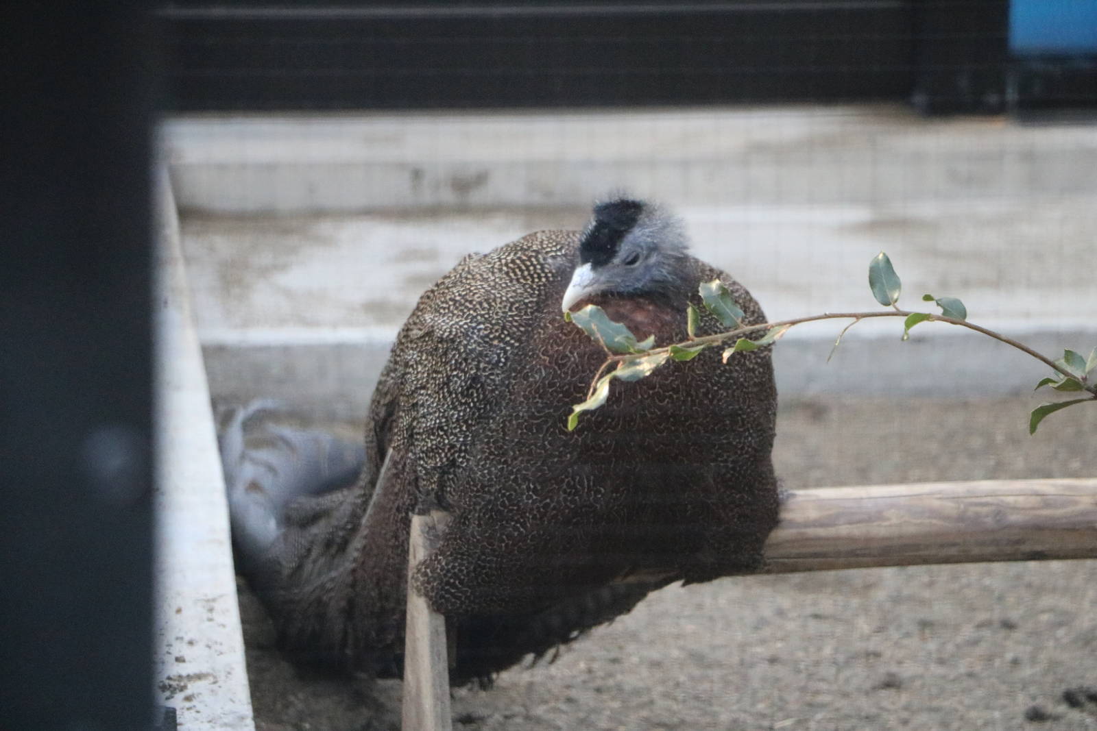 Great argus, February 2016