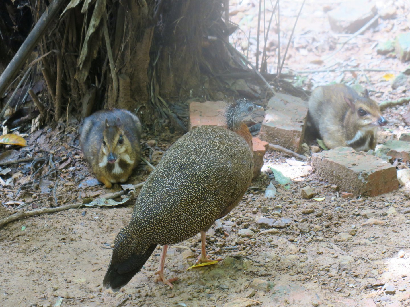 Great argus (female)