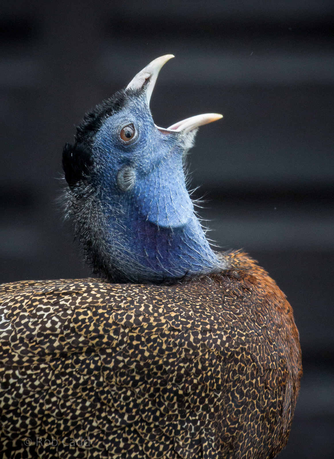 Great argus : Hamerton : 01 Apr 2018