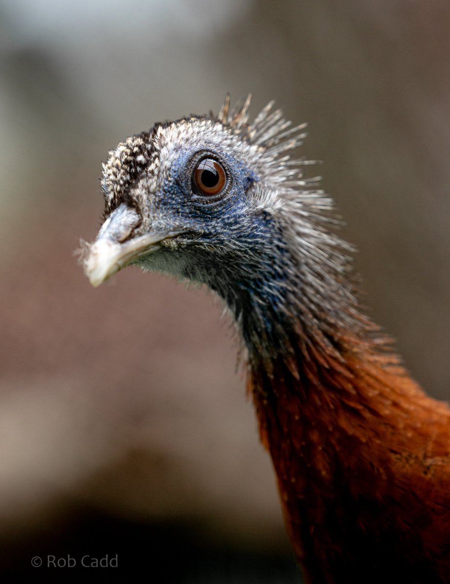 Great argus : Hamerton : 16 Aug 2020