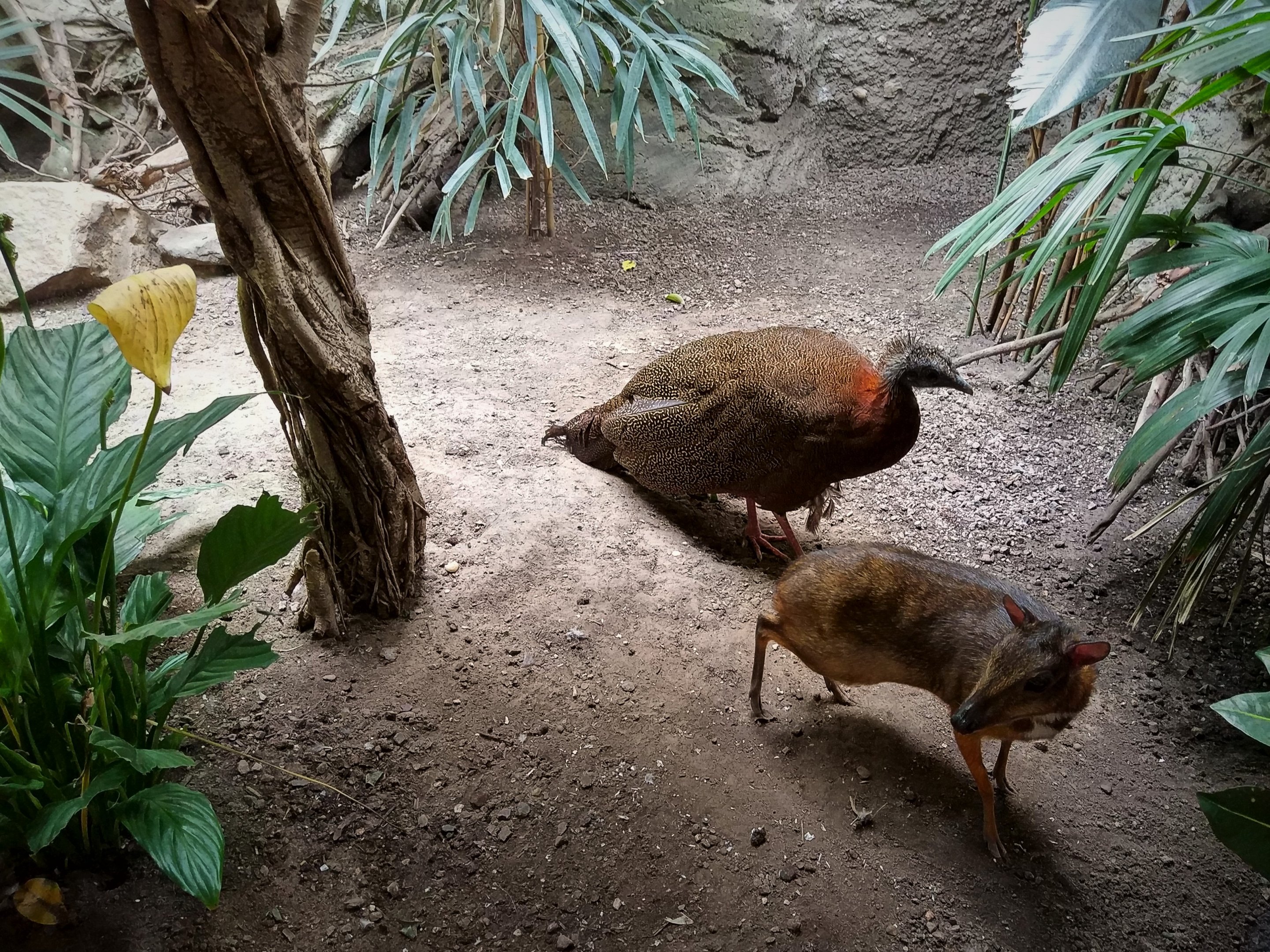 Great Argus & Javan Mouse Deer