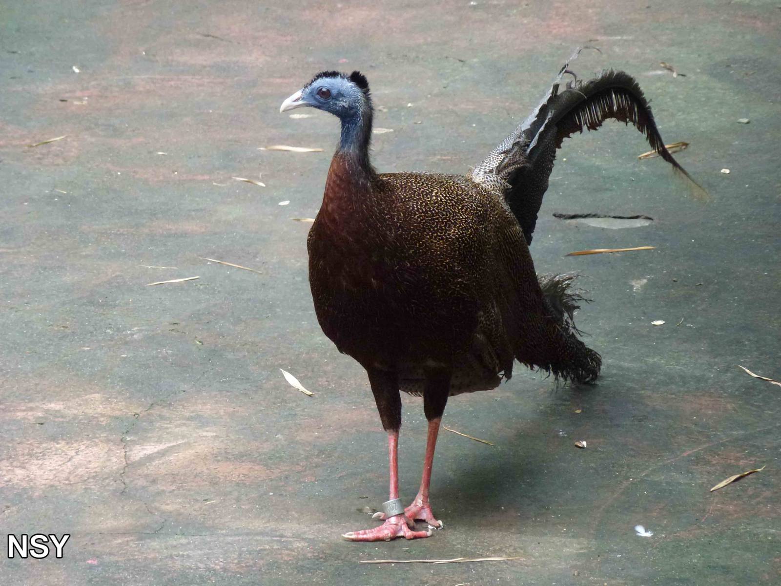 Great argus, June 2013.