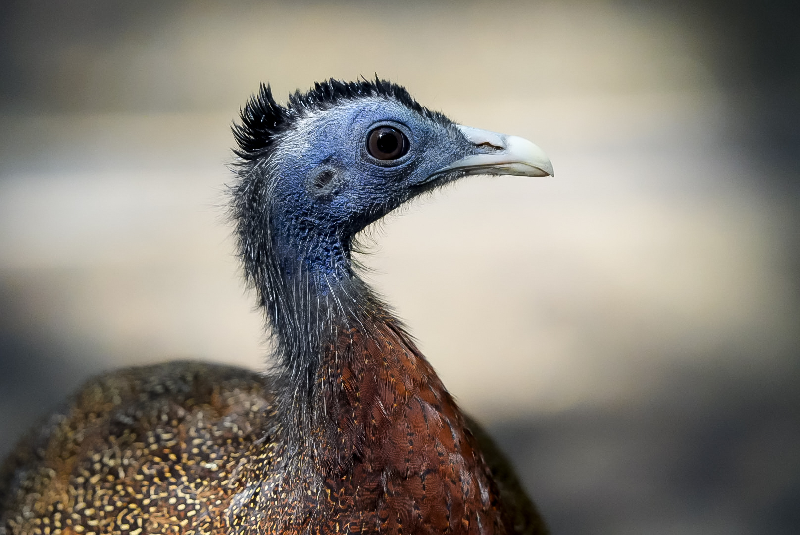 Great Argus (Juvenile)