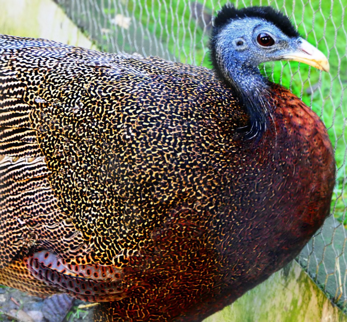 Great Argus Pheasant - 24-1-19 - Hamerton