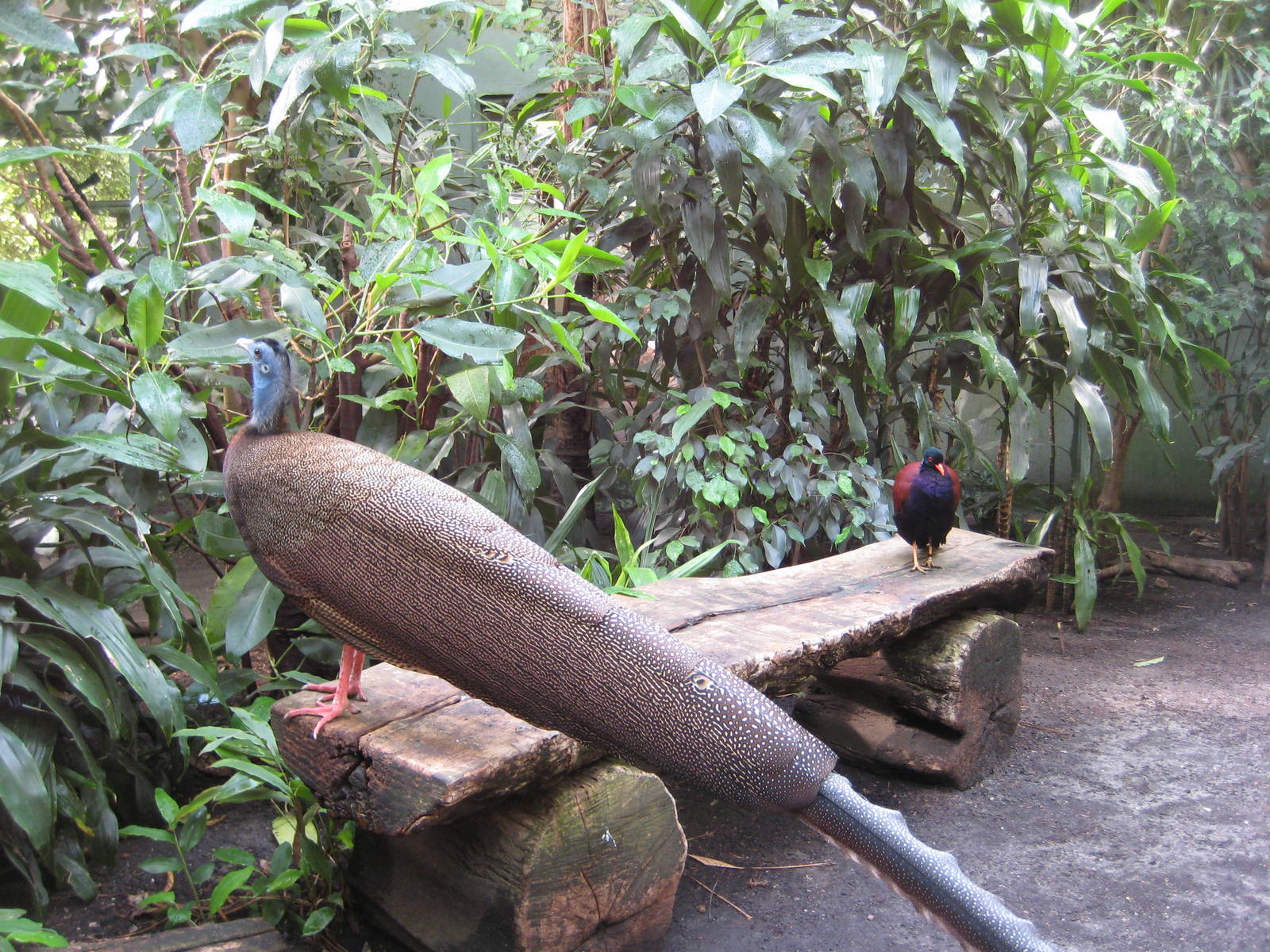 Great argus pheasant and Pheasant pigon