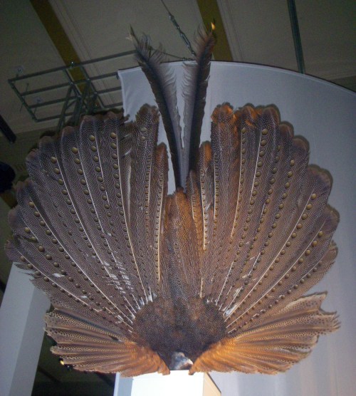 Great Argus Pheasant (Argusianus argus) (taxidermy)