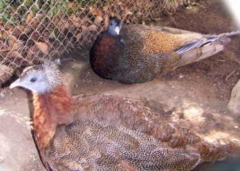 Great Argus Pheasant (Argusianus argus)