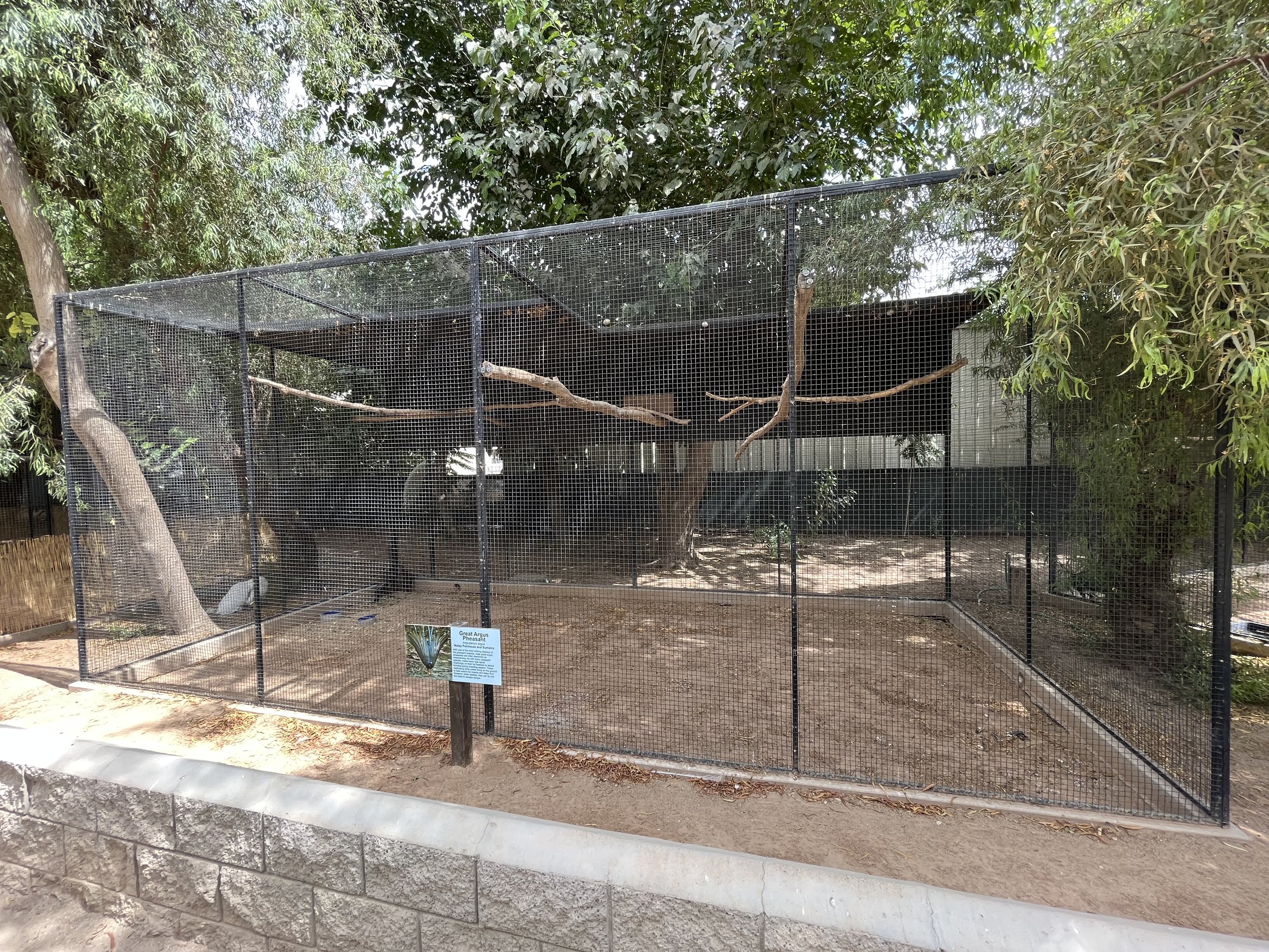 Great Argus Pheasant Aviary