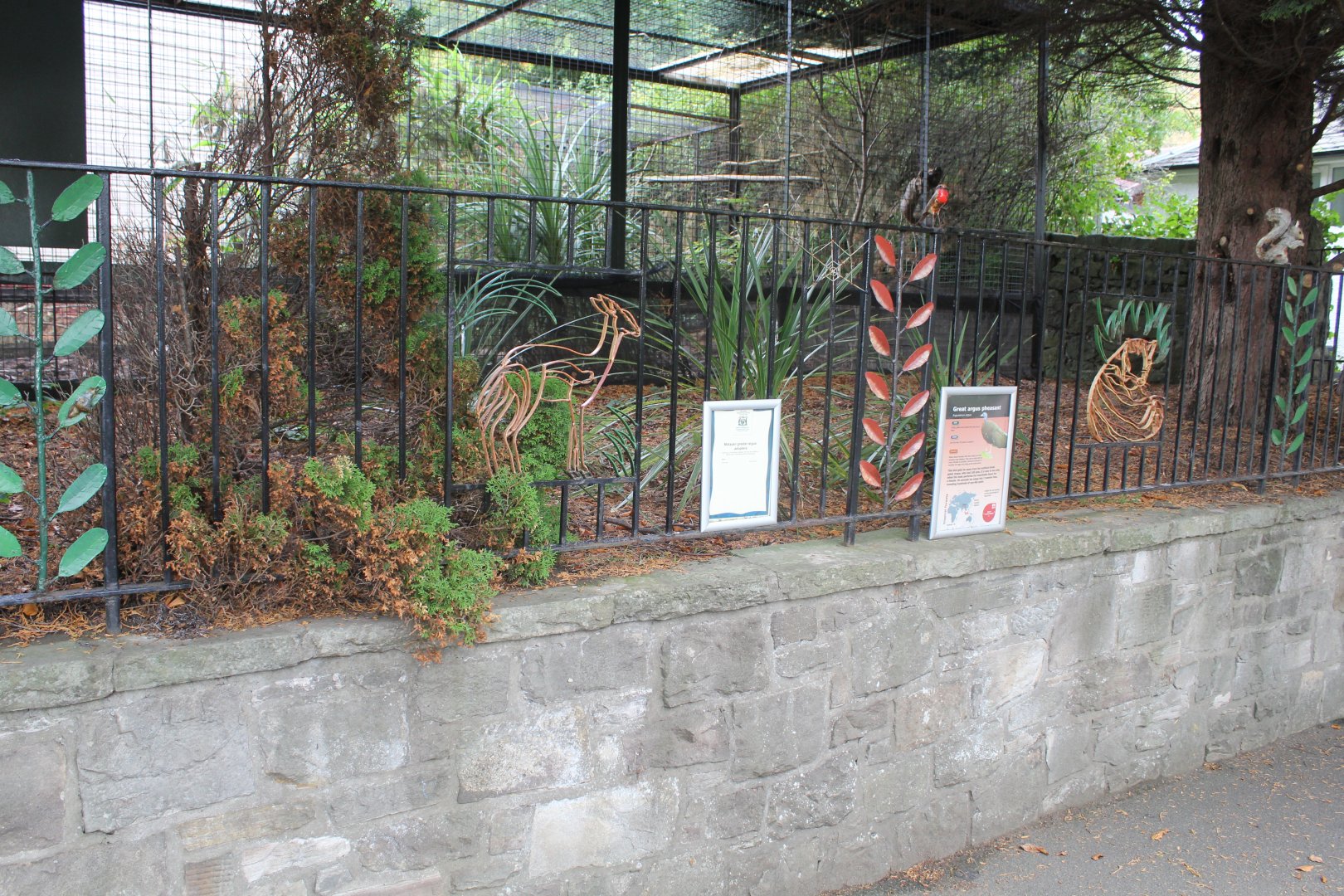 Great Argus Pheasant Enclosure Edinburgh Zoo