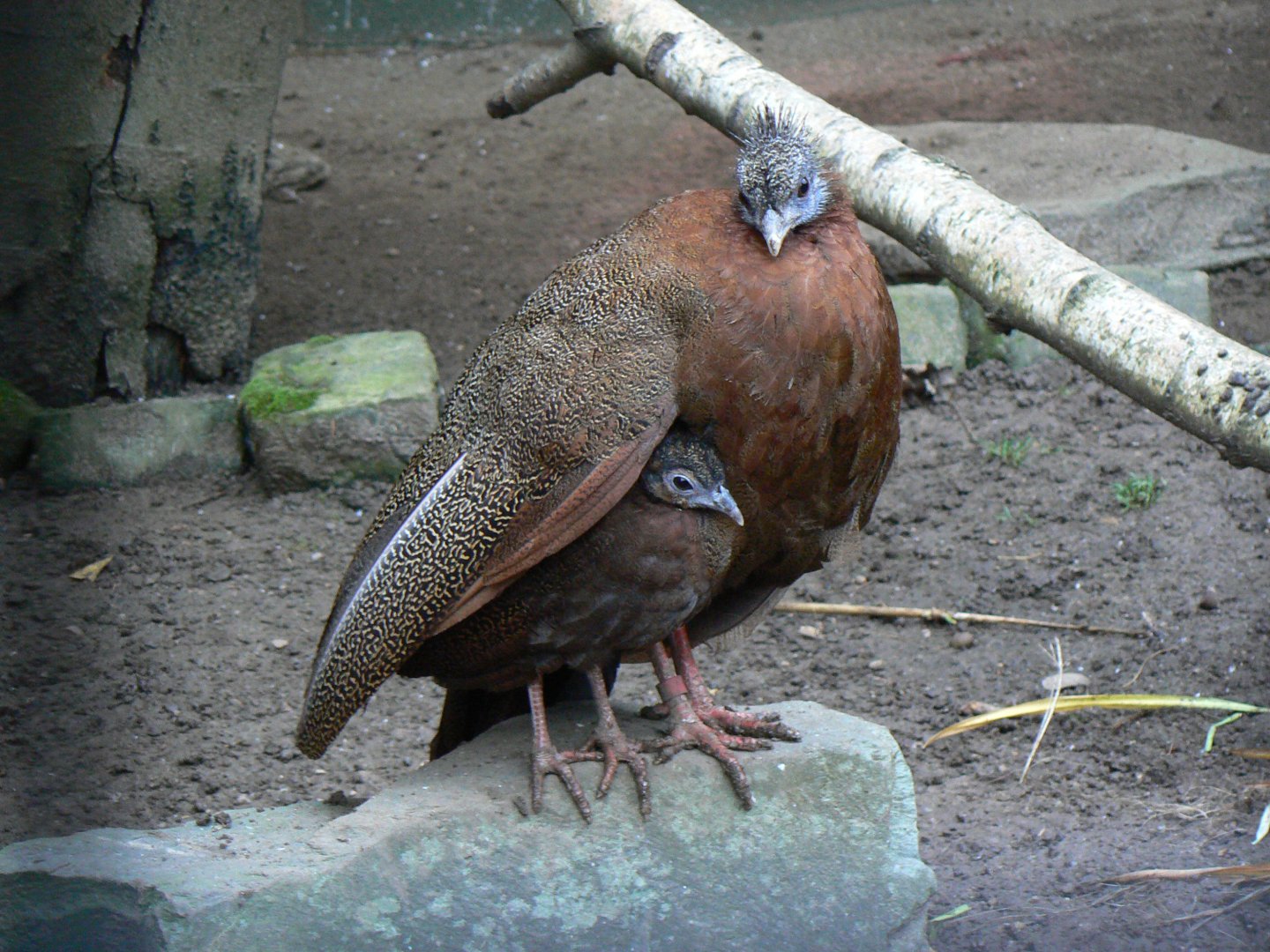Great Argus Pheasant Hen and Chick - 3 December 2016