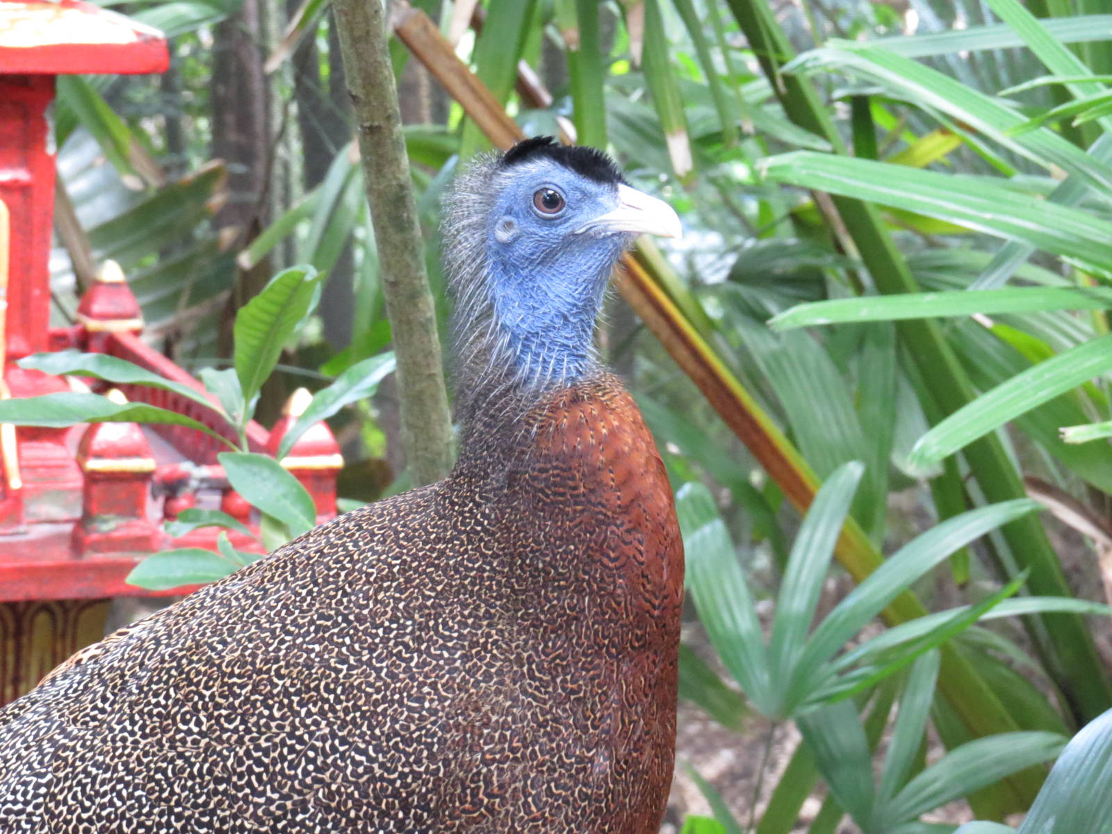 Great argus pheasant, March 2015