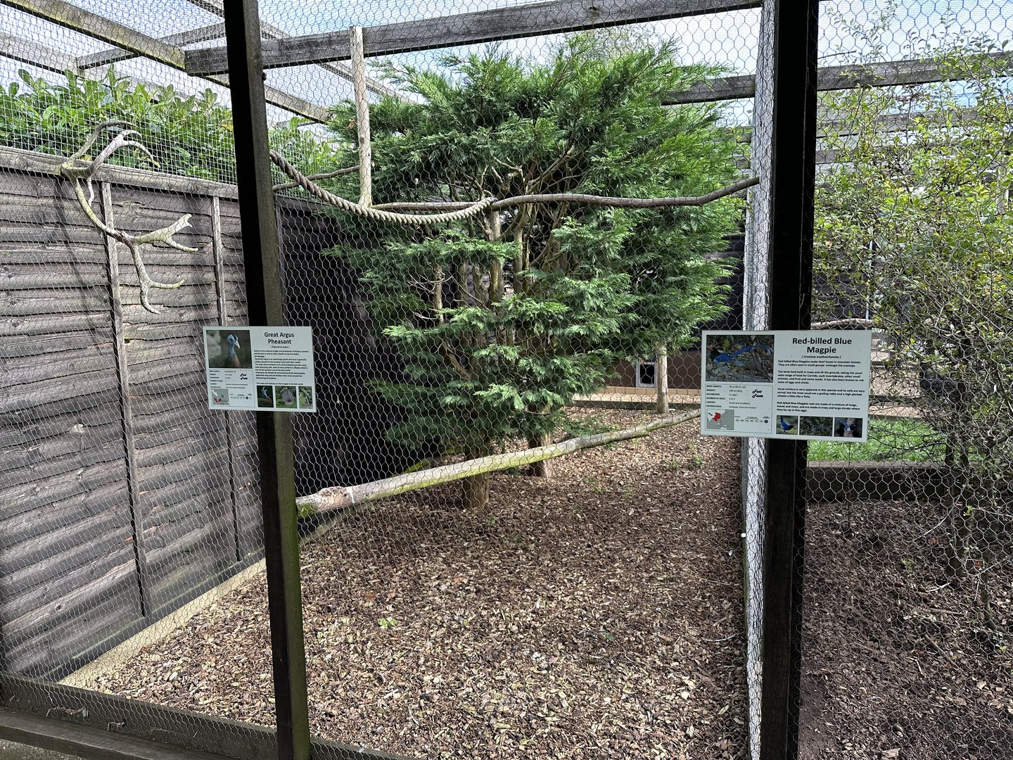 Great Argus Pheasant / Red-billed Blue Magpie Enclosure at Hamerton Zoo Park (October 2023)