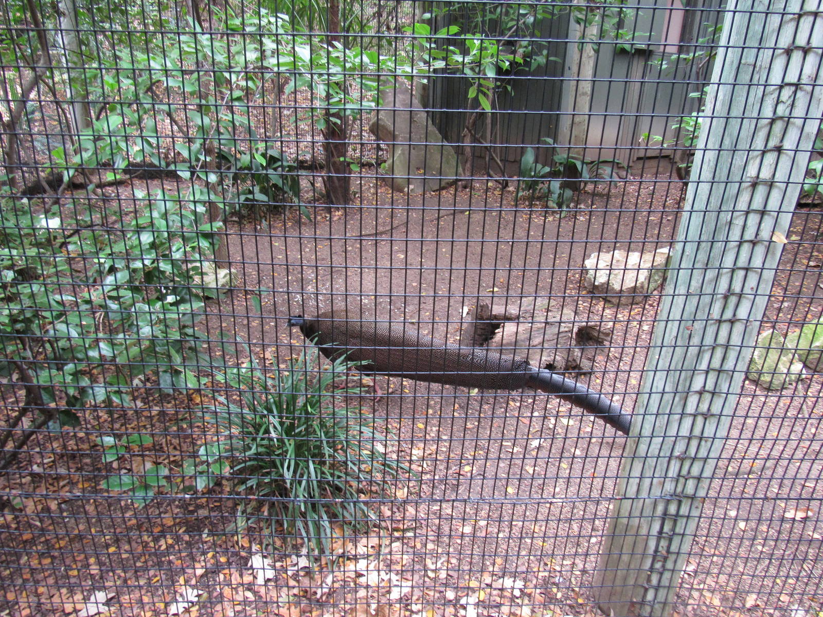 Great Argus Pheasant