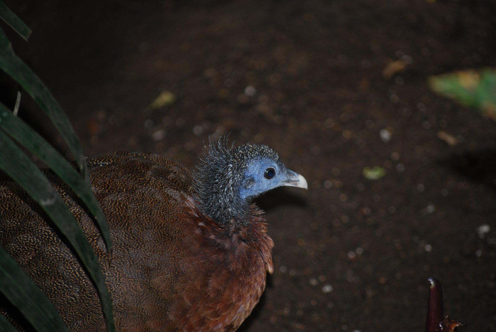 Great Argus Pheasant