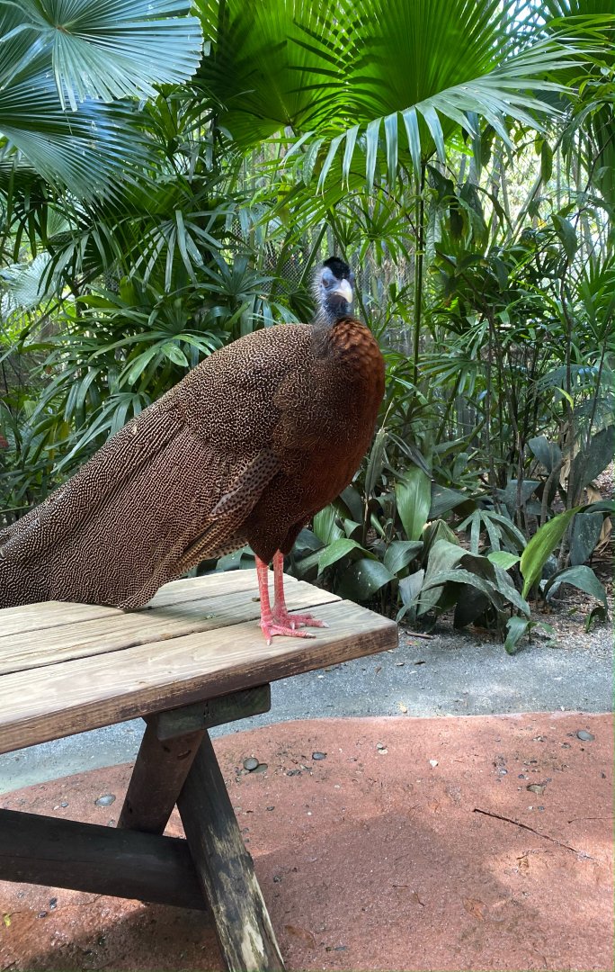 Great Argus Pheasant