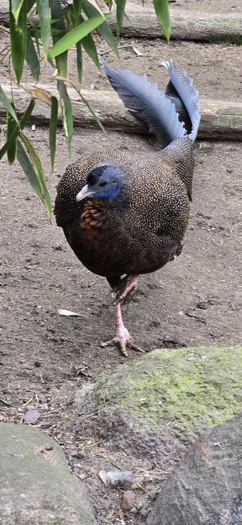 Great Argus Pheasant