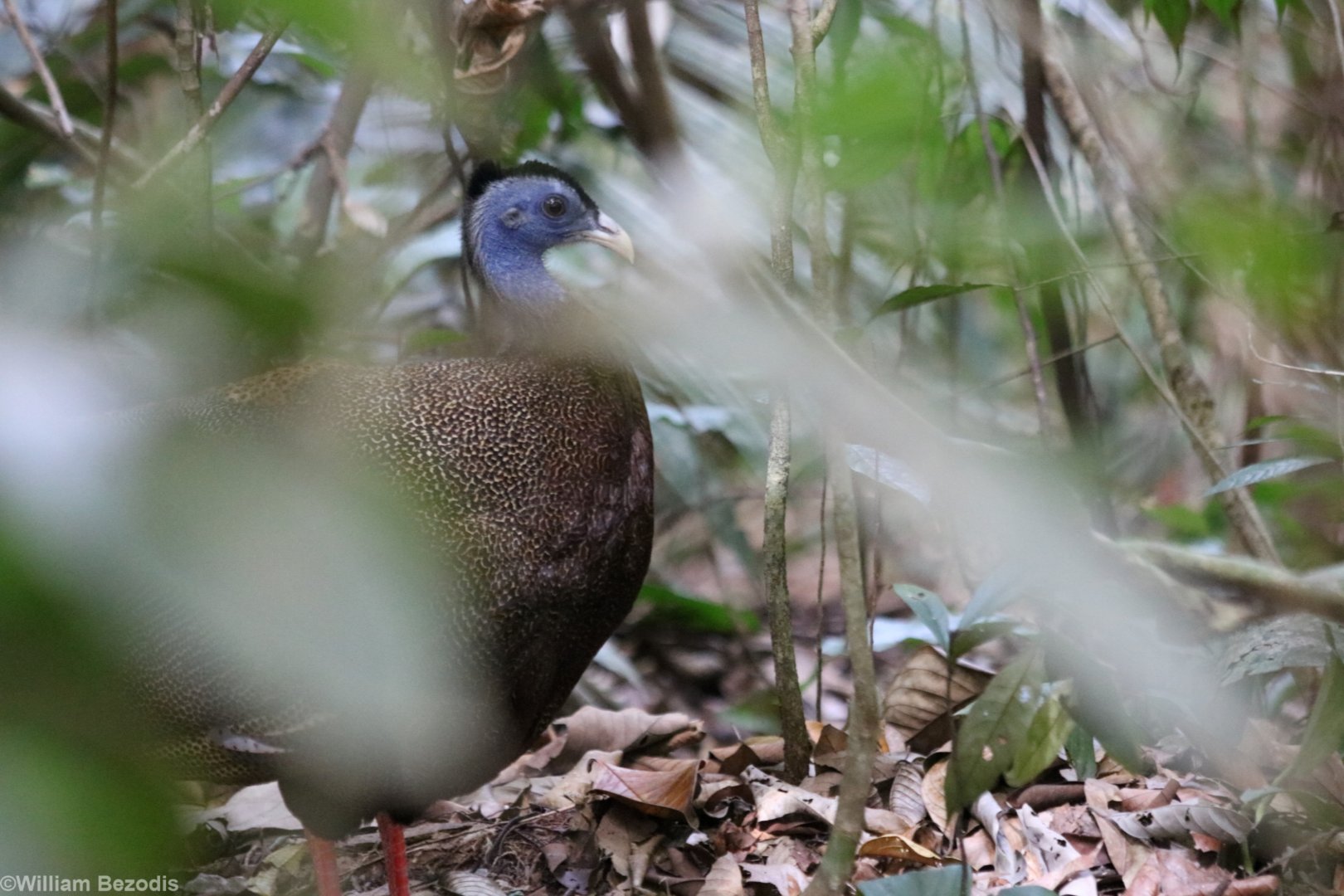 Great Argus Pheasant
