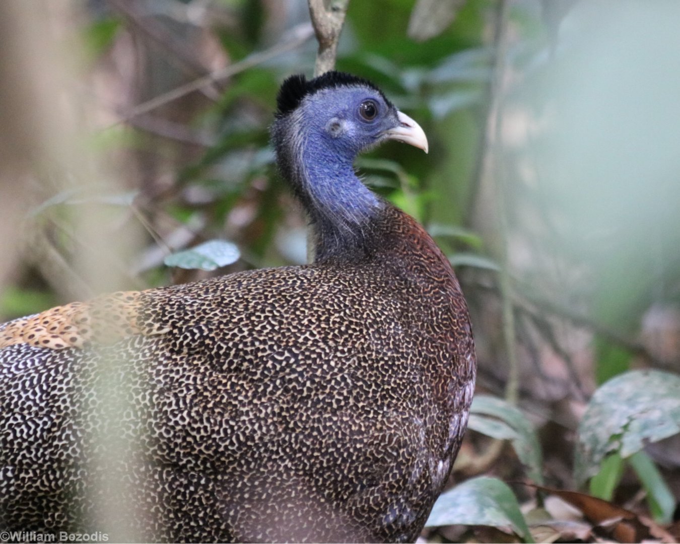 Great Argus Pheasant