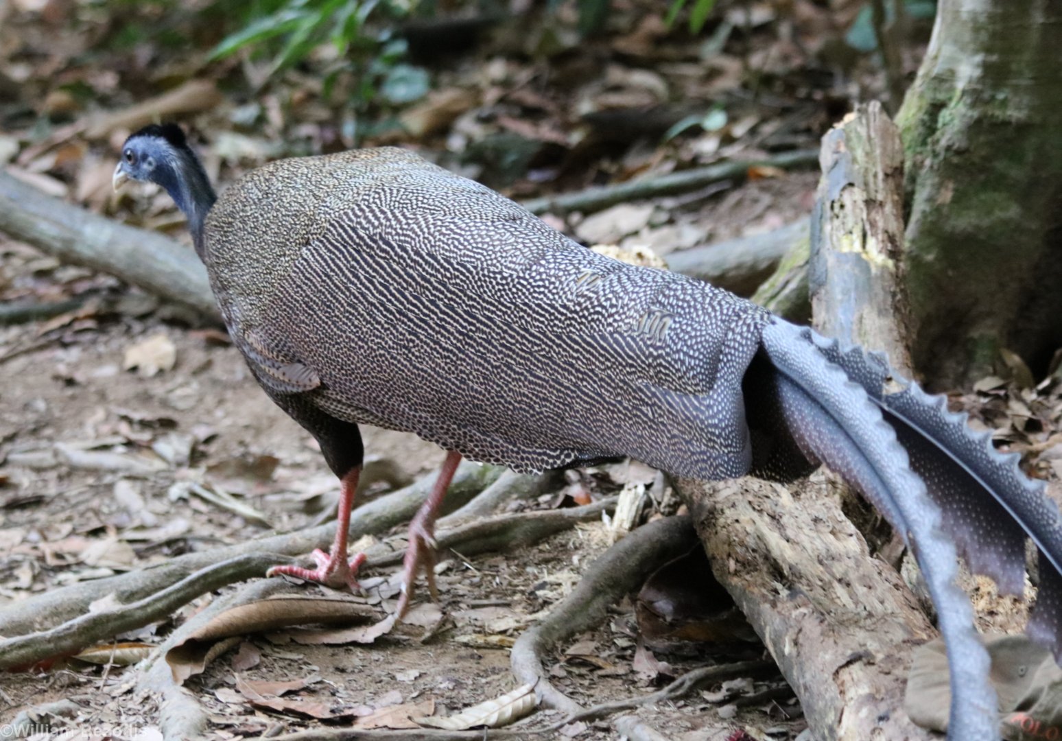 Great Argus Pheasant