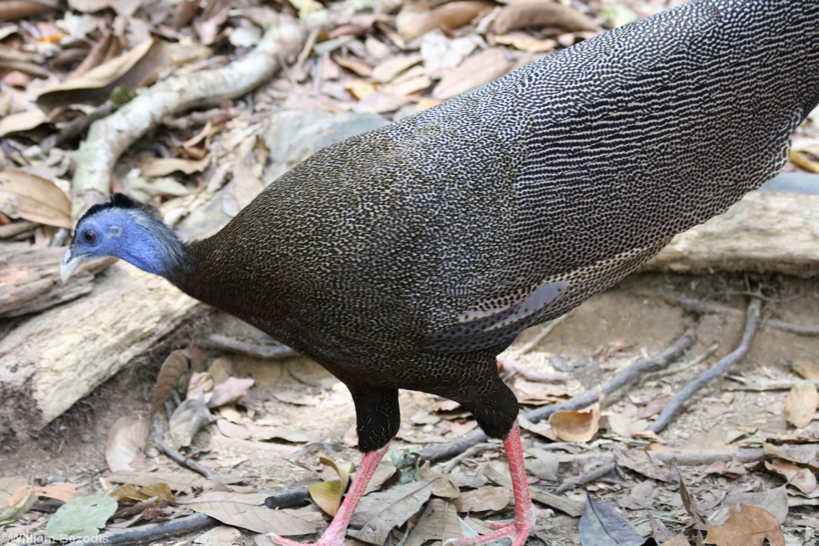 Great Argus Pheasant