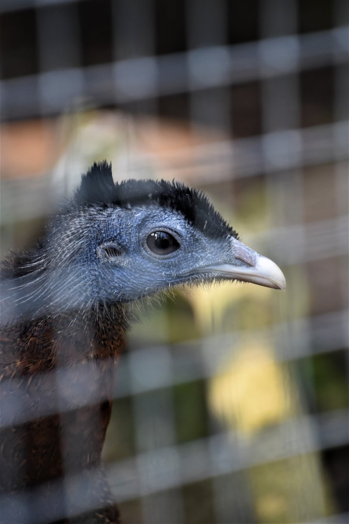 Great argus portrait