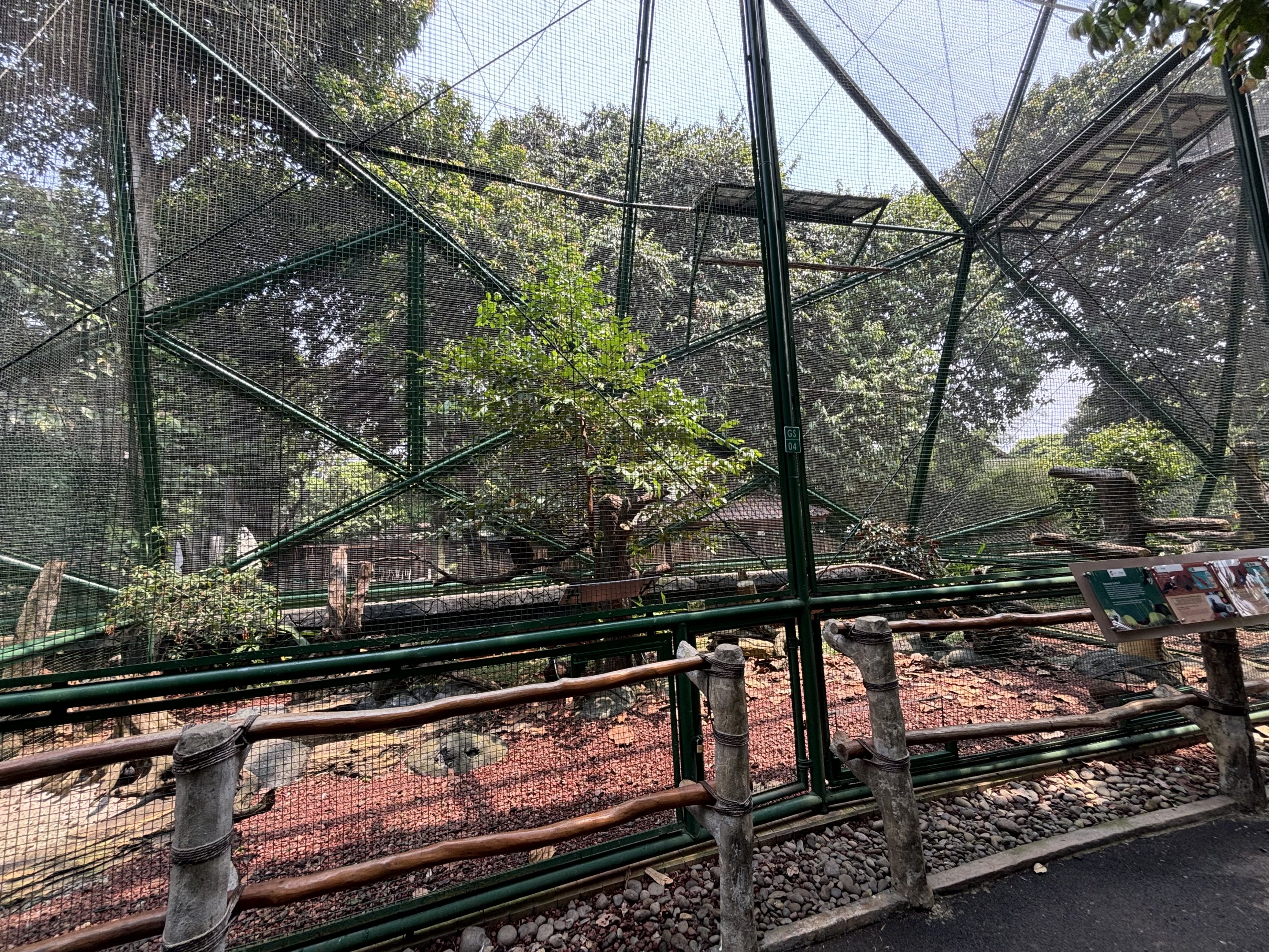 Great Argus/White-rumped Shama Aviary