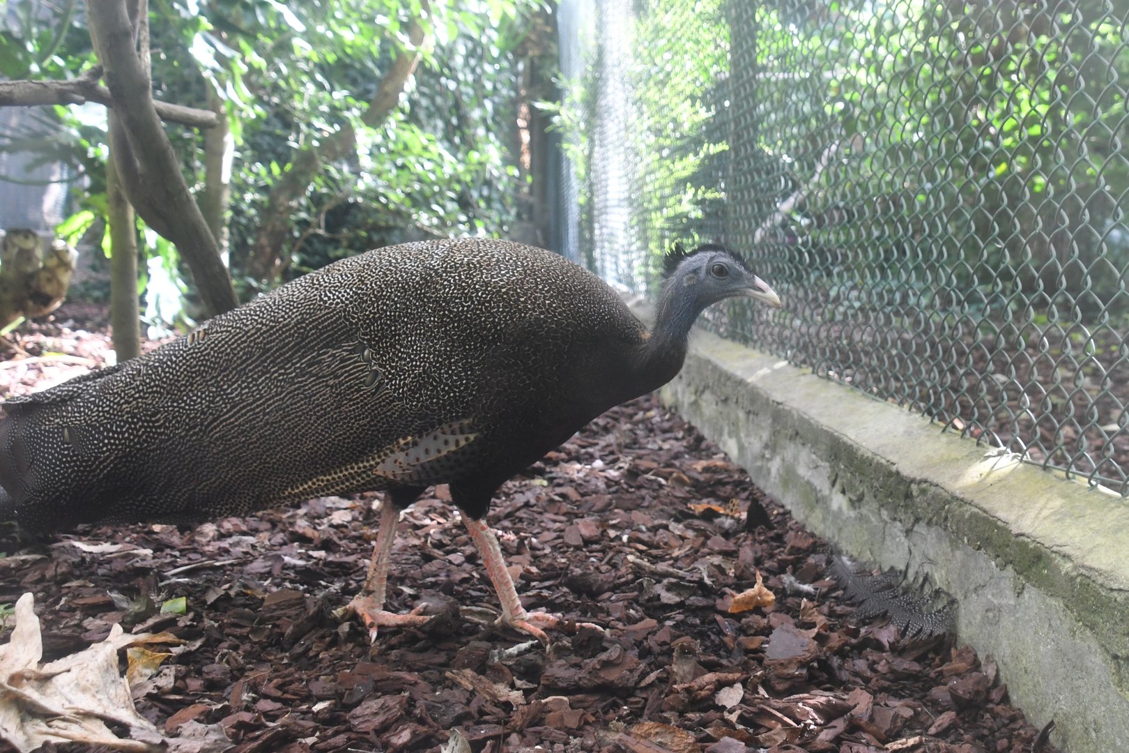 Great Argus (Zoo Lourosa)