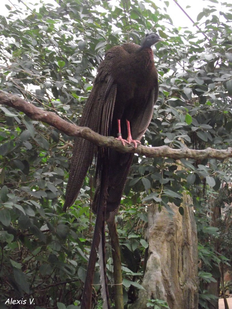 Great Argus - Zooparc de Beauval - 01/2019
