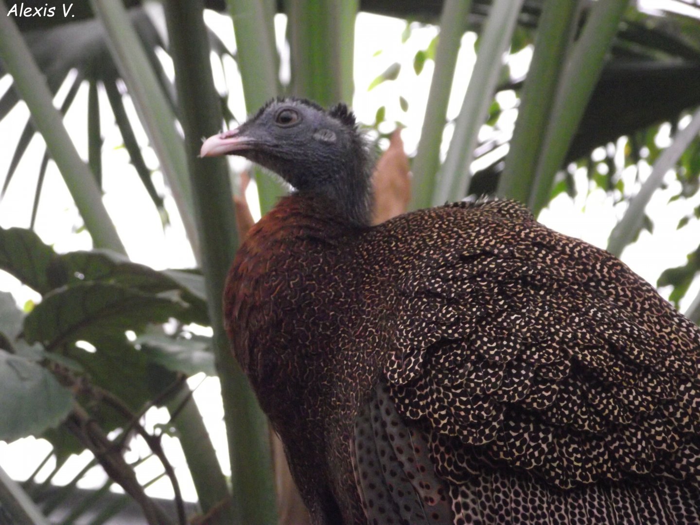 Great Argus - Zooparc de Beauval - 01/2019