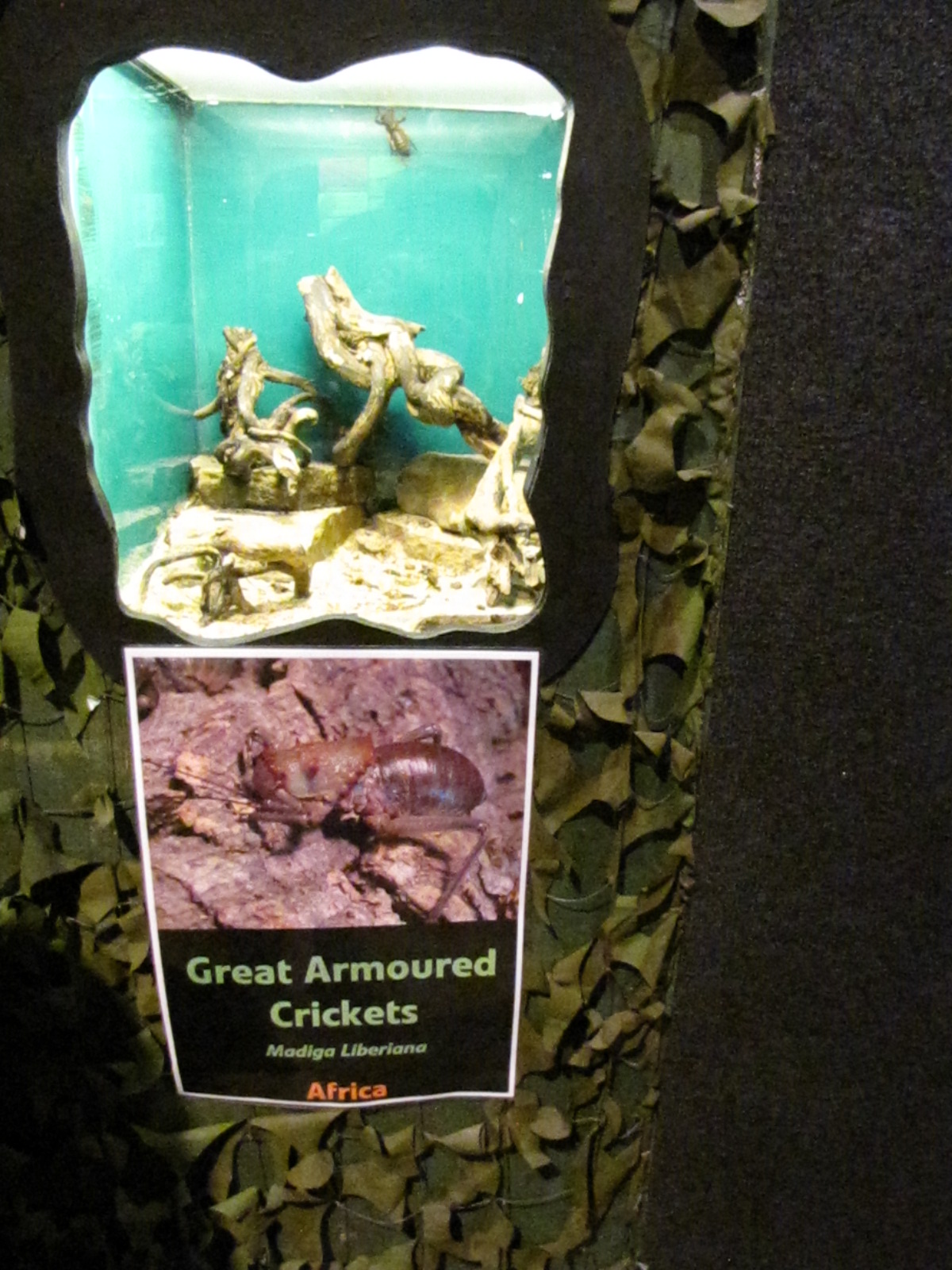 Great Armoured Cricket exhibit