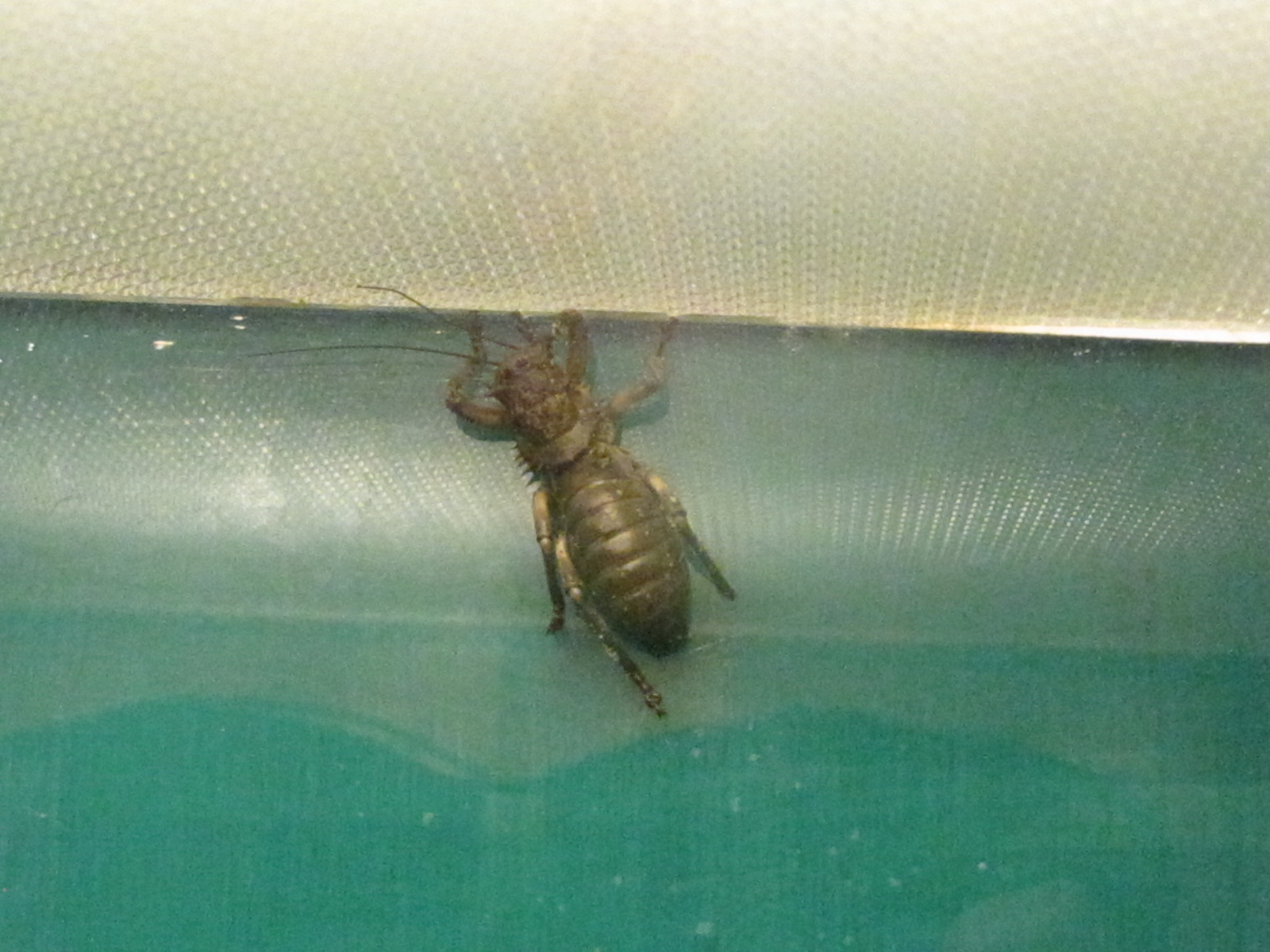 Great Armoured Cricket