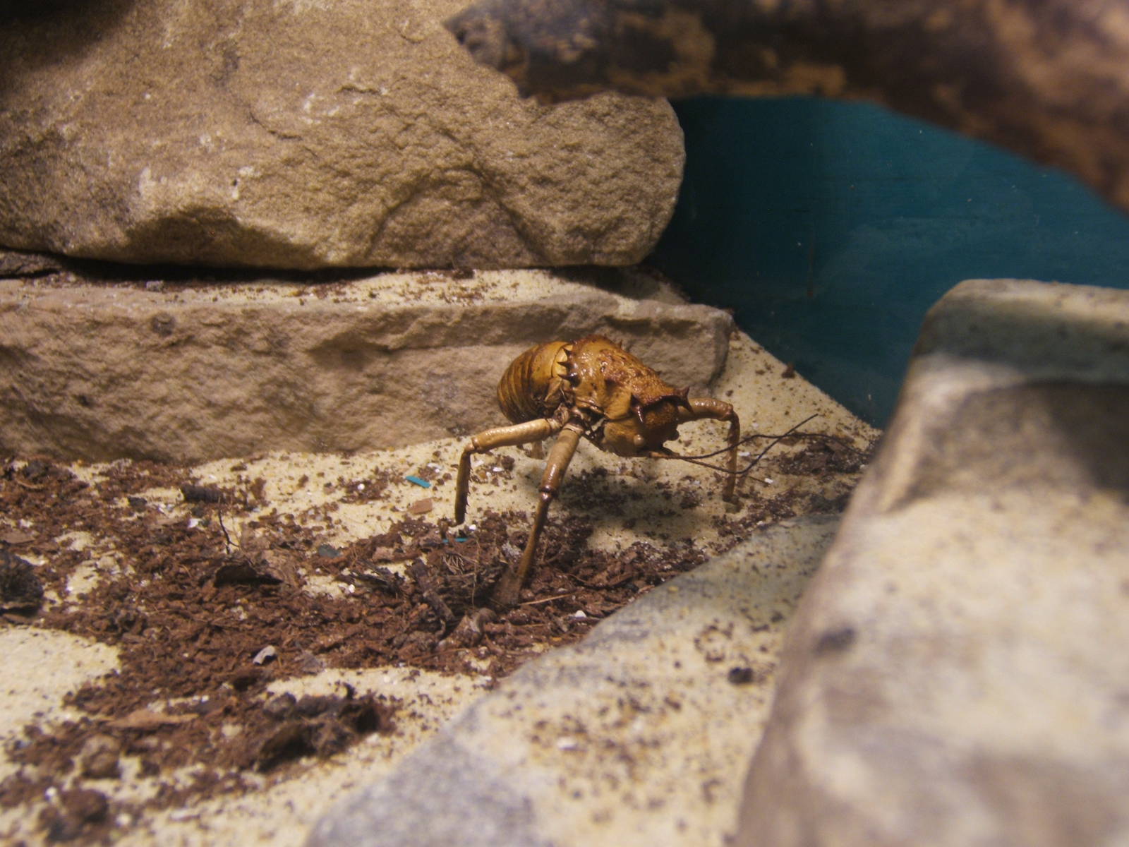 Great Armoured Cricket