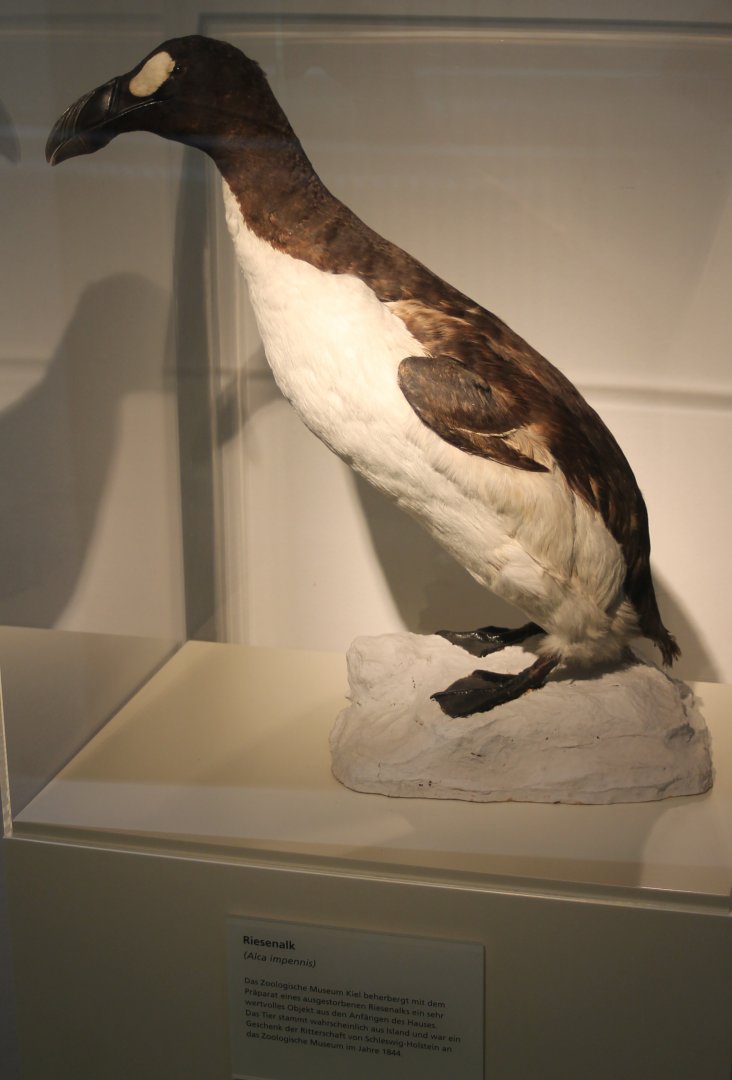 Great auk
