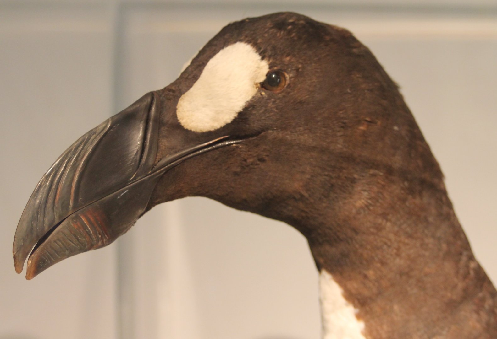 Great auk