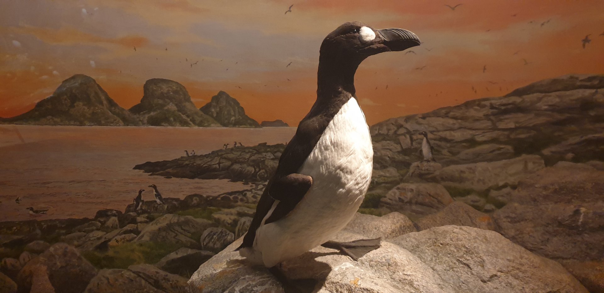 Great Auk