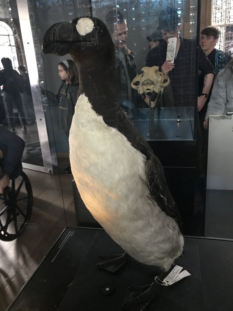 Great auk