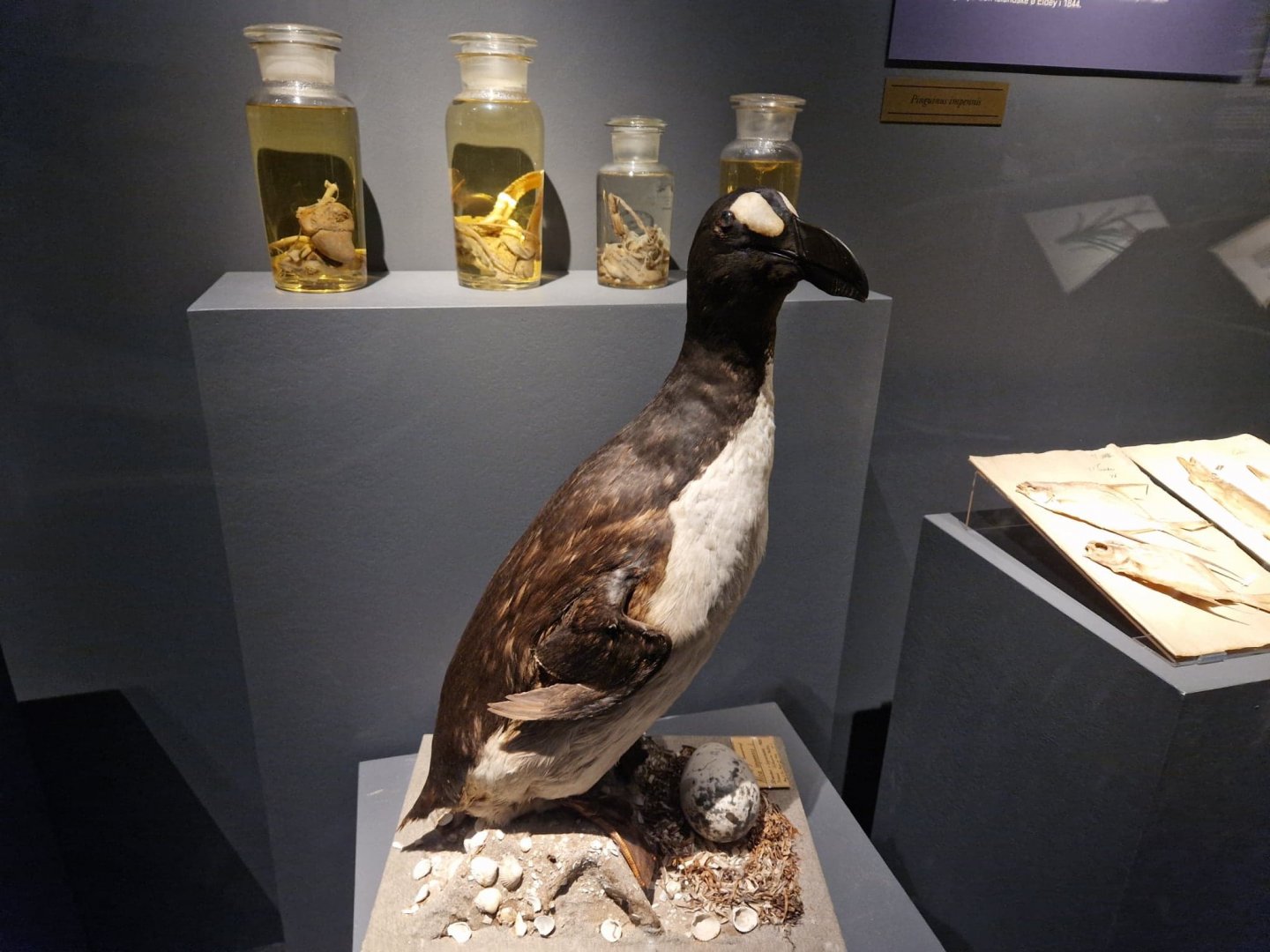 Great Auk