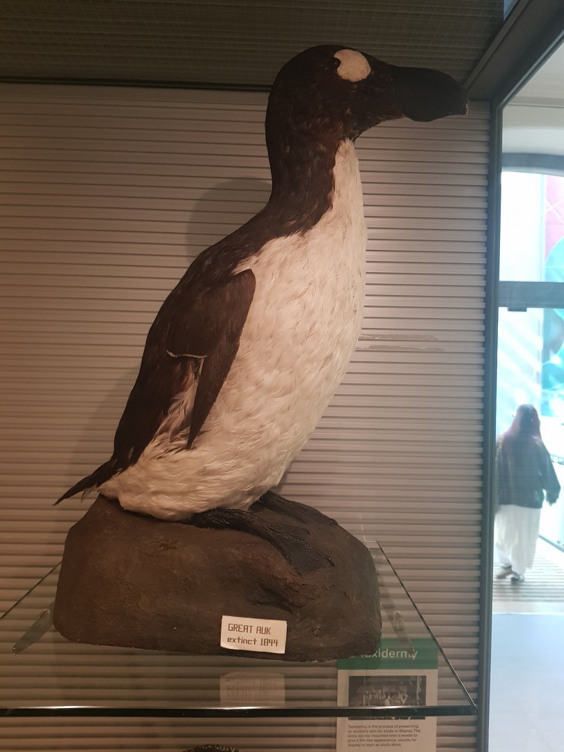 Great Auk
