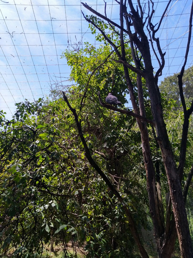 Great Aviary - Africa aviary