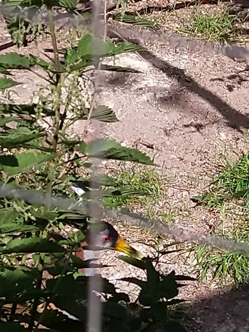 Great Aviary - Giant wood-rail (Aramides ypecaha