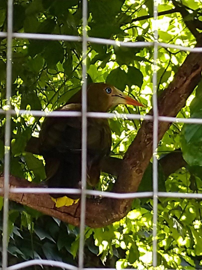 Great Aviary - Green oropendola (Psarocolius viridis)