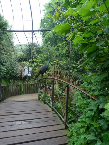 Great aviary interior