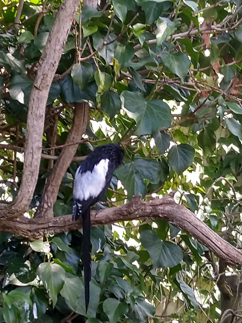 Great aviary - Magpie shrike (Urolestes melanolleuca)